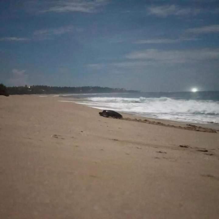 Star Sun Homestay Tangalle Dış mekan fotoğraf